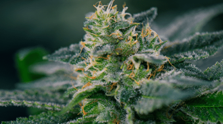 4 Best Security Tips for Cannabis Dispensaries Hero