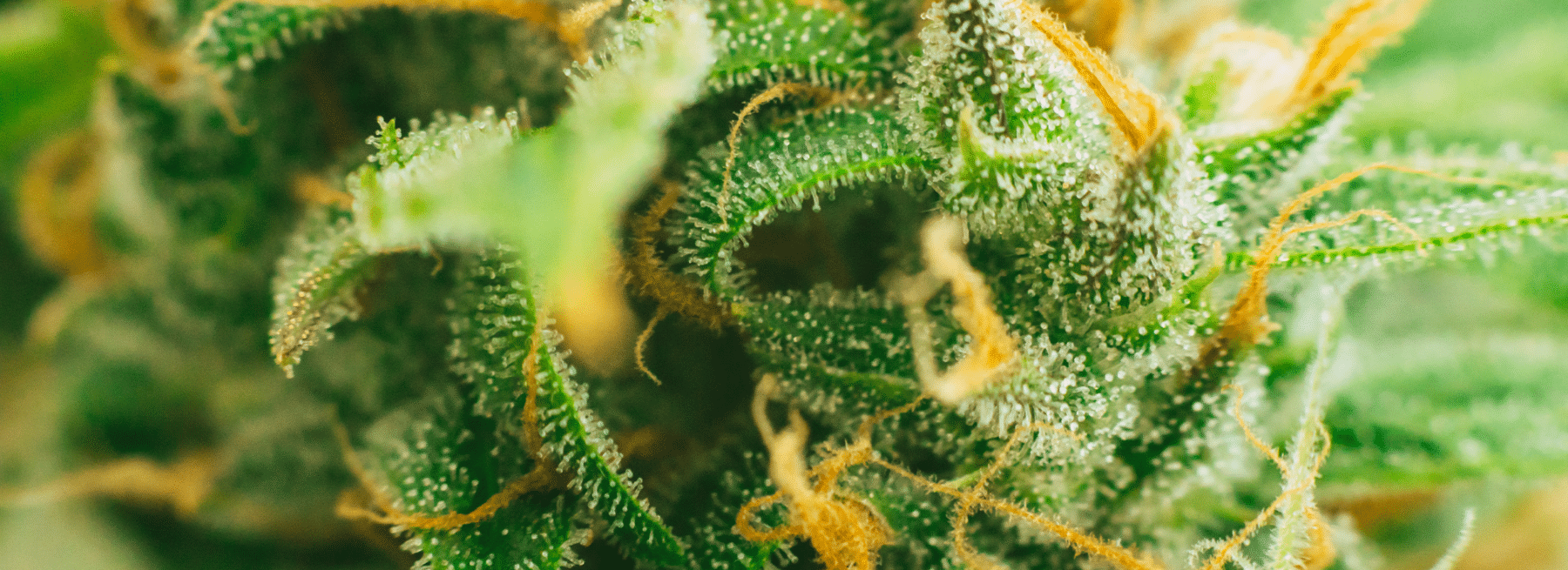 CANNAB1