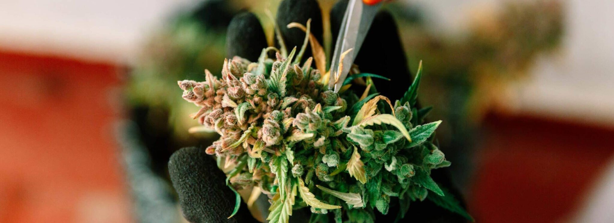 Cannabis Compliance Hero scaled 1