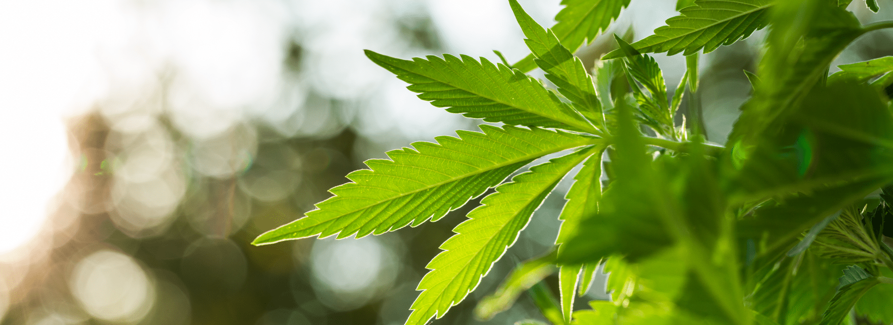 Heres What You Need to Know About Cannabis Compliance Hero