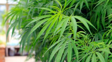 Marijuana Security A Growing Need for a Growing Industry hero scaled 1