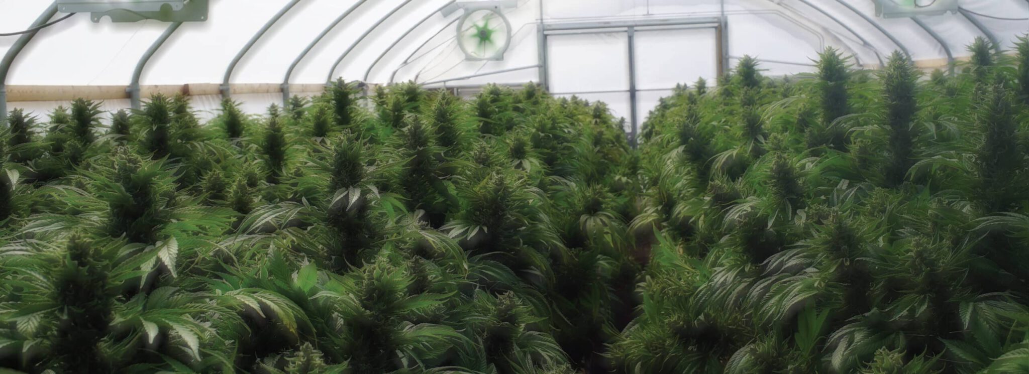 Meet Strict Canadian Cannabis Security Requirements hero scaled 1
