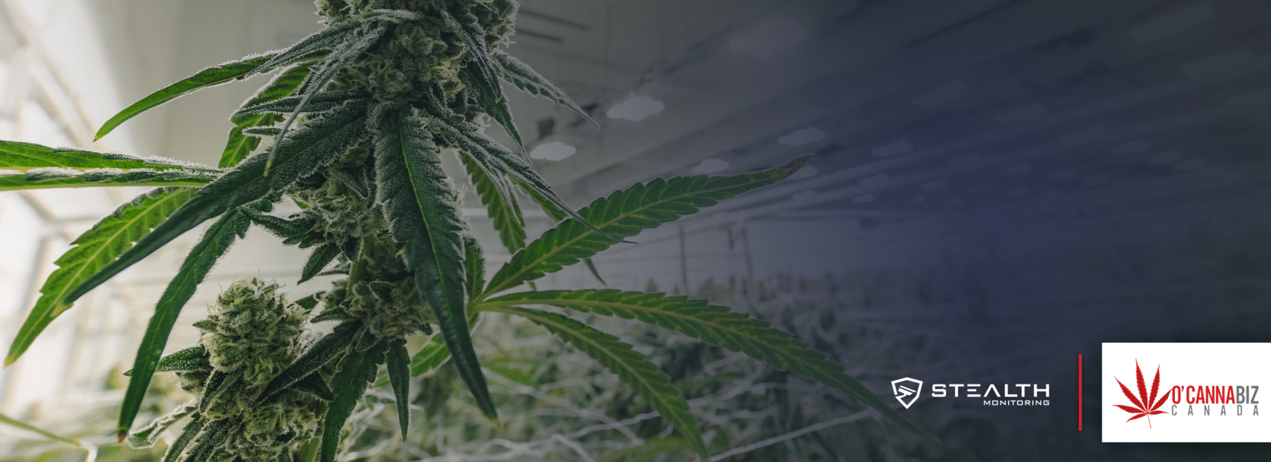 OCannabiz Hero