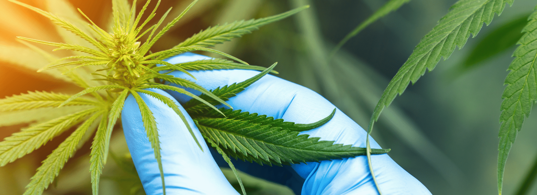 What Are the 3 Reasons for Commercial Security for the Cannabis Industry Hero