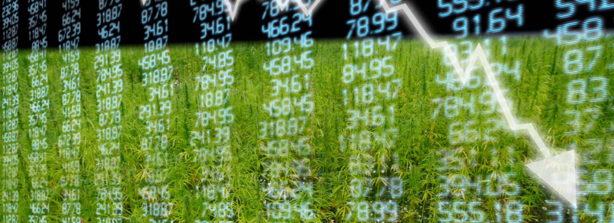 Why Legal Cannabis Can Outlast Recession hero scaled 1